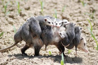 若し今日この荷物を降ろして善いのなら 千石 ウナギ整骨院のお知らせ 神楽坂 千石 四谷3丁目 ウナギ整骨院 交通事故治療受付可